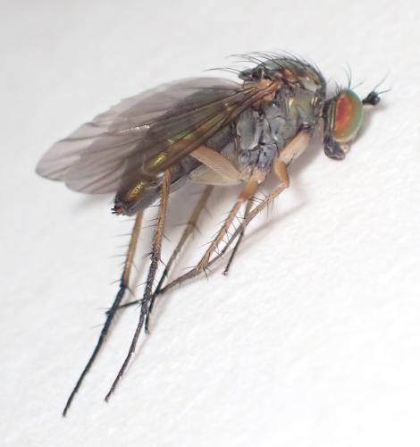 Réf. 310 421 : Dolichopus claviger